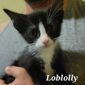 Loblolly Domestic Short Hair Cat