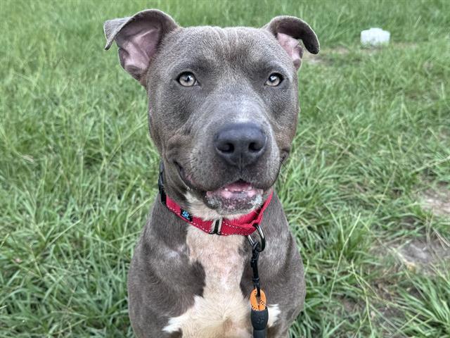 ROYAL, an adoptable Weimaraner in Tavares, FL, 32778 | Photo Image 1