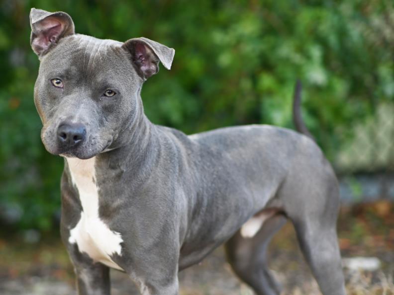 ROYAL, an adoptable Weimaraner in Tavares, FL, 32778 | Photo Image 1