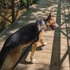 Sai photo 4