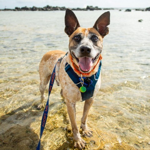 Sammy, an adoptable Mixed Breed in Kailua Kona, HI, 96740 | Photo Image 1