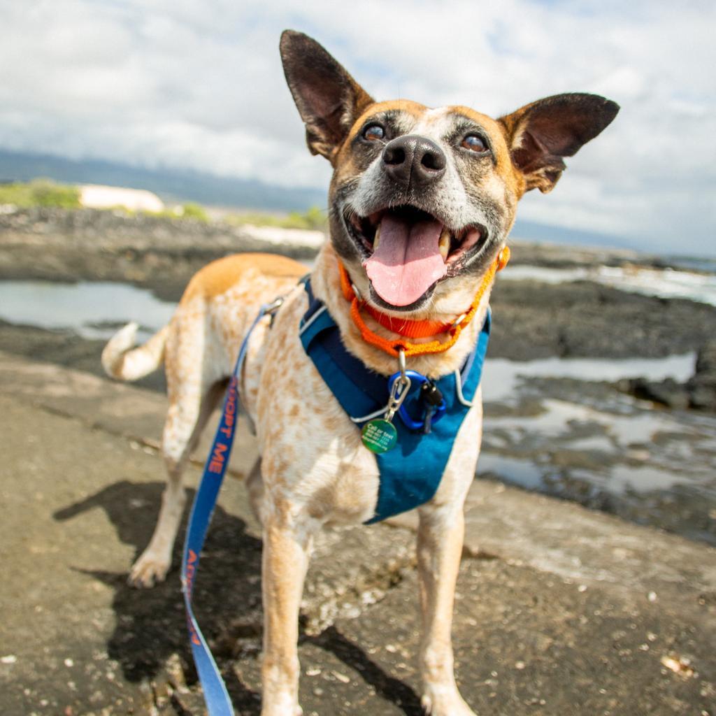 Sammy, an adoptable Mixed Breed in Kailua Kona, HI, 96740 | Photo Image 1