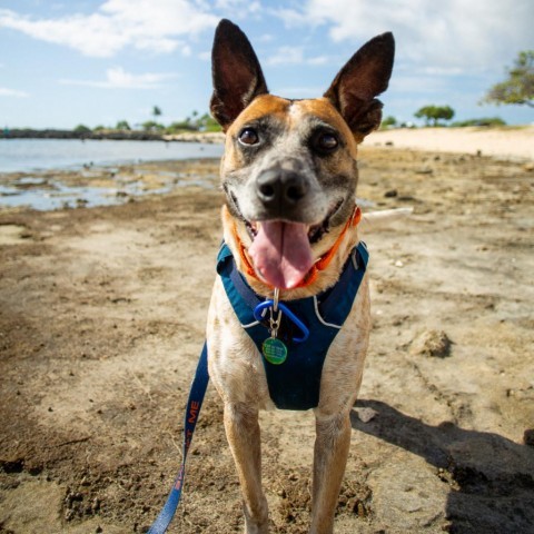 Sammy, an adoptable Mixed Breed in Kailua Kona, HI, 96740 | Photo Image 3