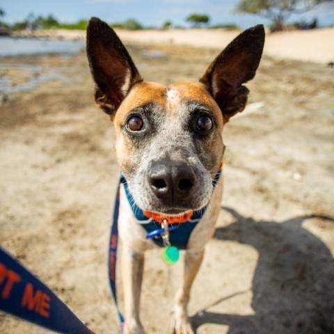 Sammy, an adoptable Mixed Breed in Kailua Kona, HI, 96740 | Photo Image 4