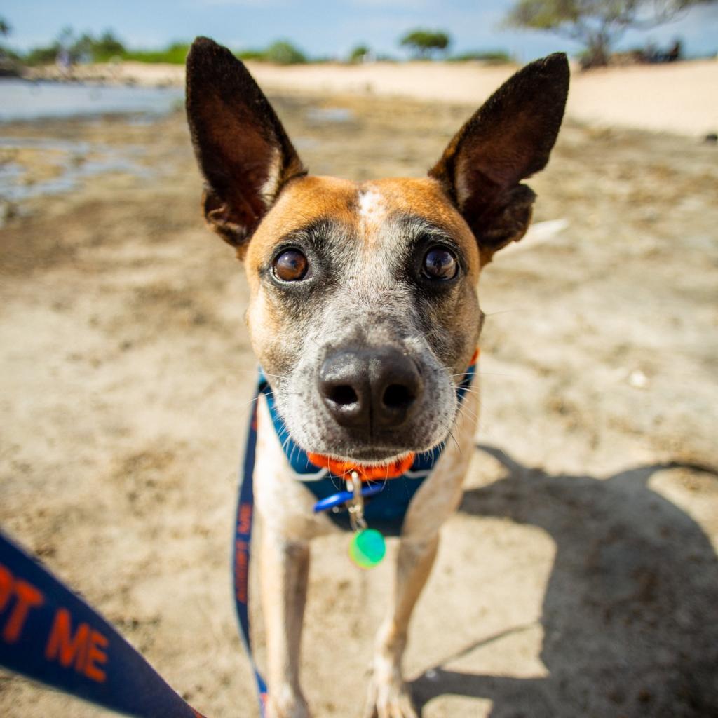 Sammy, an adoptable Mixed Breed in Kailua Kona, HI, 96740 | Photo Image 5