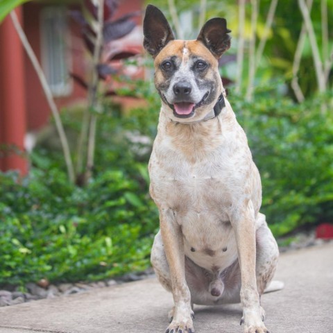 Sammy, an adoptable Mixed Breed in Kailua Kona, HI, 96740 | Photo Image 6