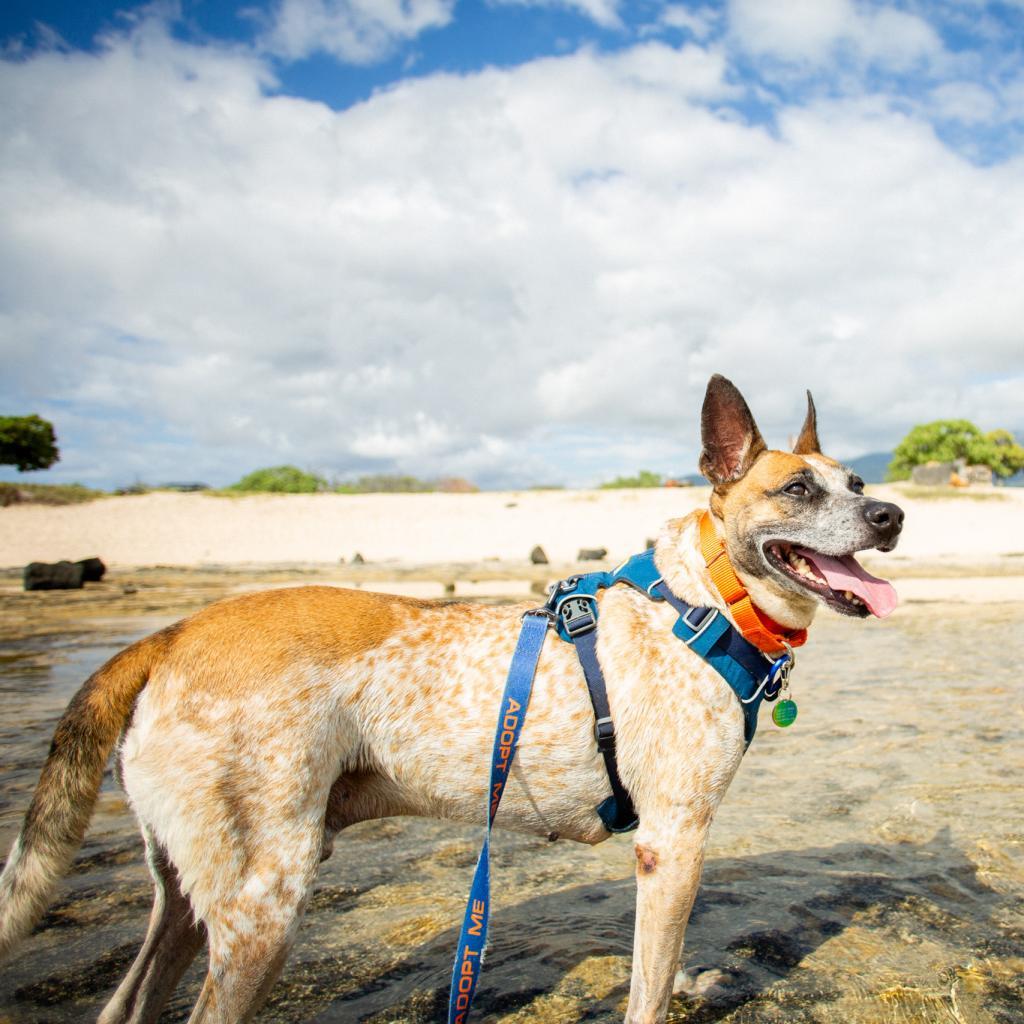 Sammy, an adoptable Mixed Breed in Kailua Kona, HI, 96740 | Photo Image 6