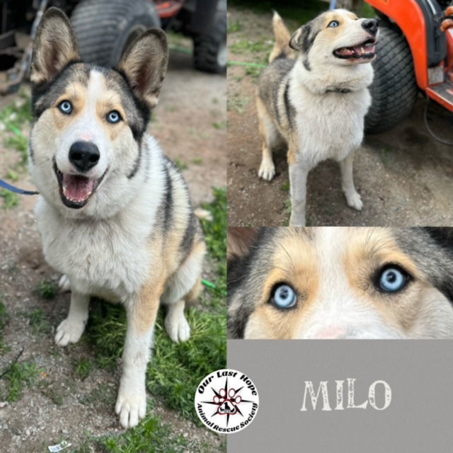 Milo