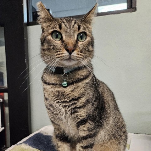 Sherman, an adoptable Domestic Short Hair in Las Vegas, NV, 89146 | Photo Image 1