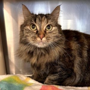 Hi Im Trixie Im a sweet kitty whos a little on the shy side Once I warm up Im such