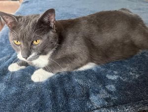 SMOKEY, Adult Male Domestic Short Hair