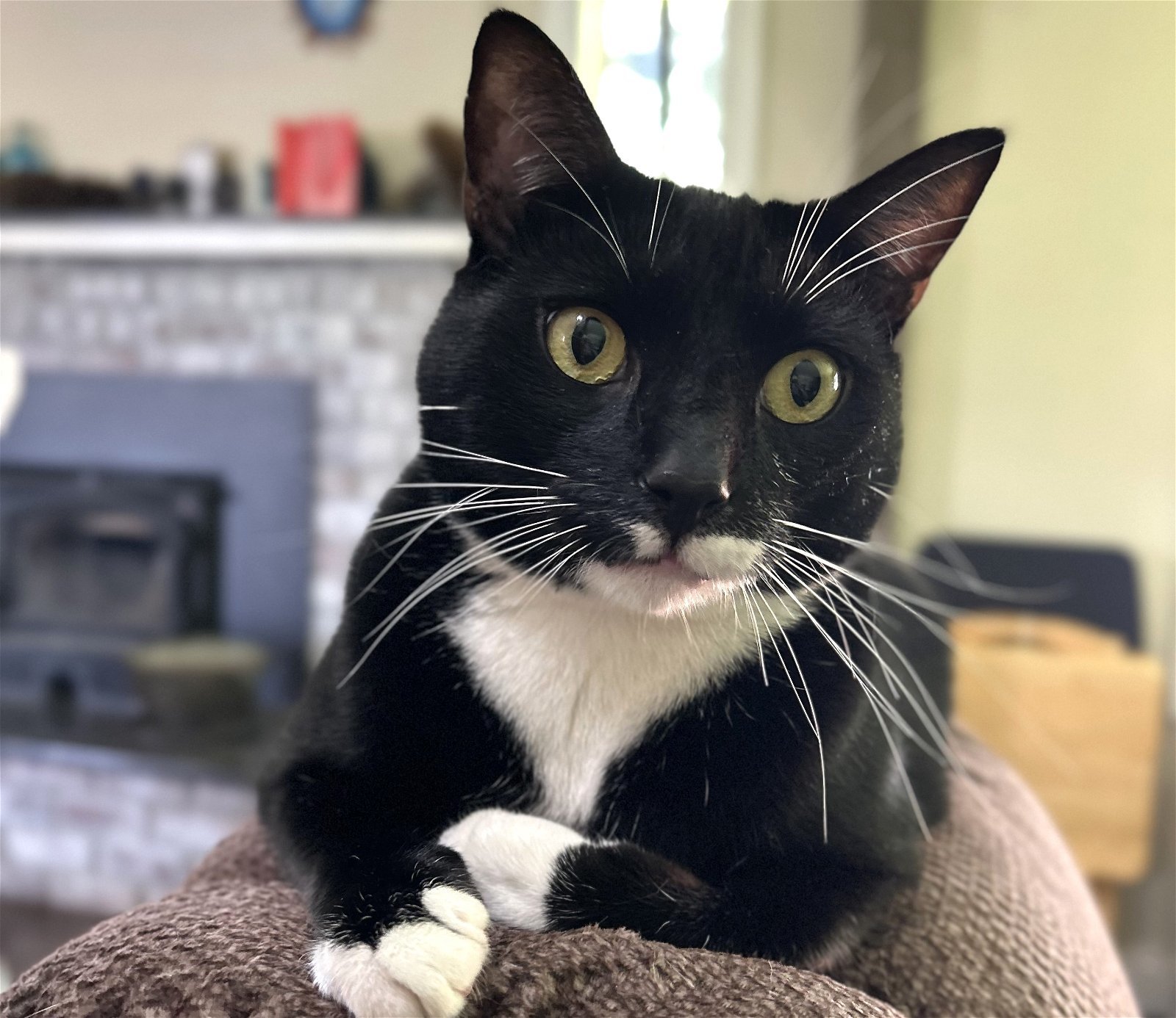 Mocha, an adoptable Tuxedo, Domestic Short Hair in Springfield, OR, 97475 | Photo Image 2