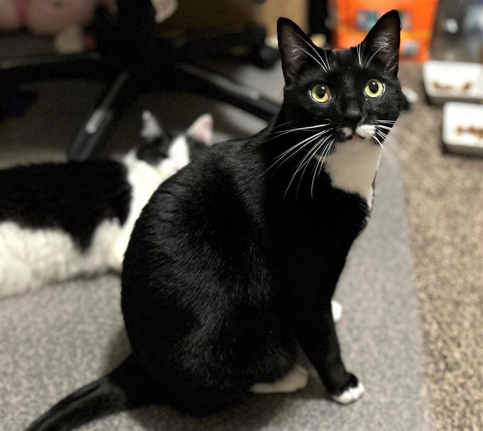 Mocha, an adoptable Tuxedo, Domestic Short Hair in Springfield, OR, 97475 | Photo Image 5