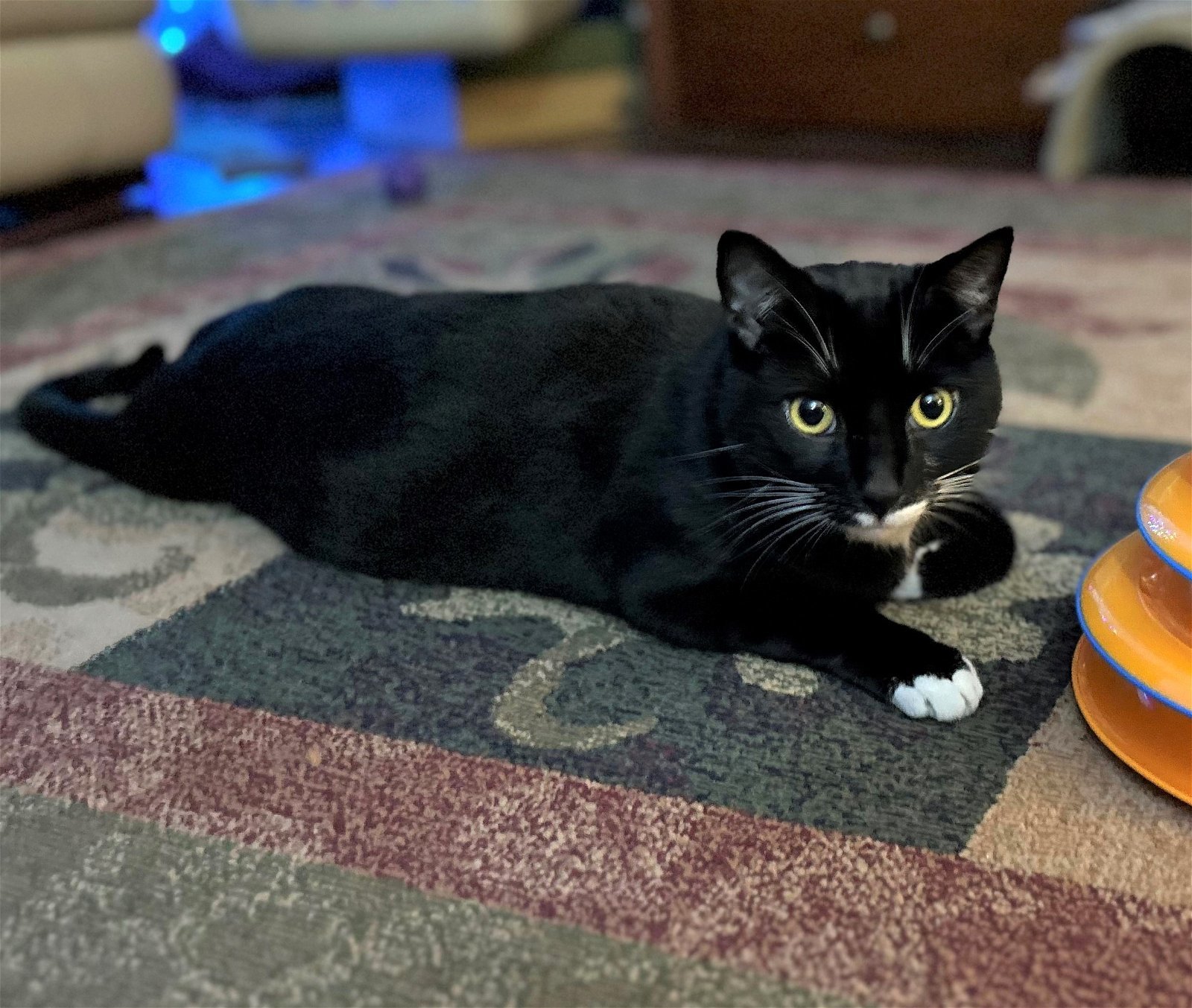 Mocha, an adoptable Tuxedo, Domestic Short Hair in Springfield, OR, 97475 | Photo Image 7