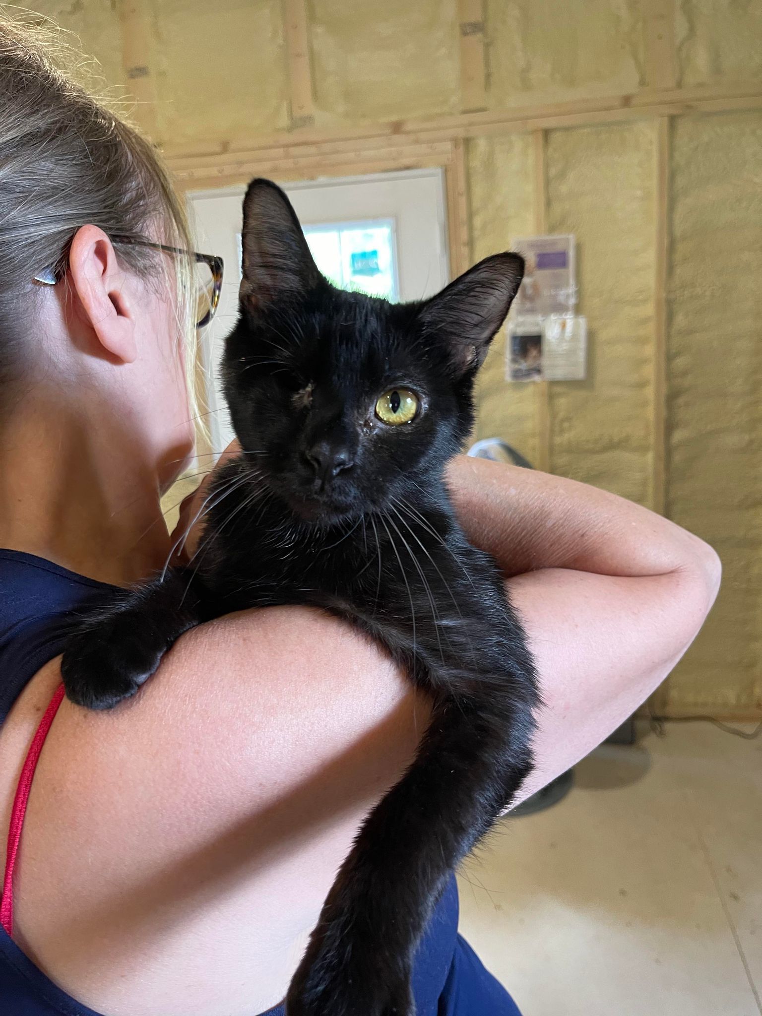 FeLV/FIV positive cats (Foster or free adoption), an adoptable Domestic Short Hair in Park Falls, WI, 54552 | Photo Image 1