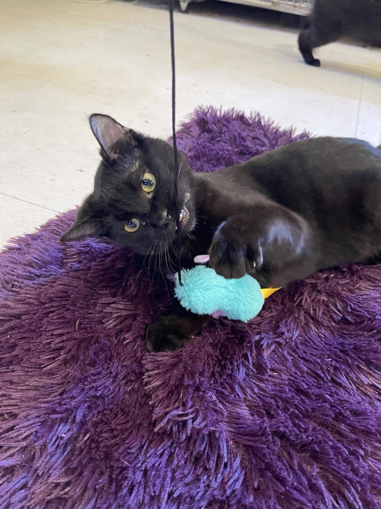 FeLV/FIV positive cats (Foster or free adoption), an adoptable Domestic Short Hair in Park Falls, WI, 54552 | Photo Image 3