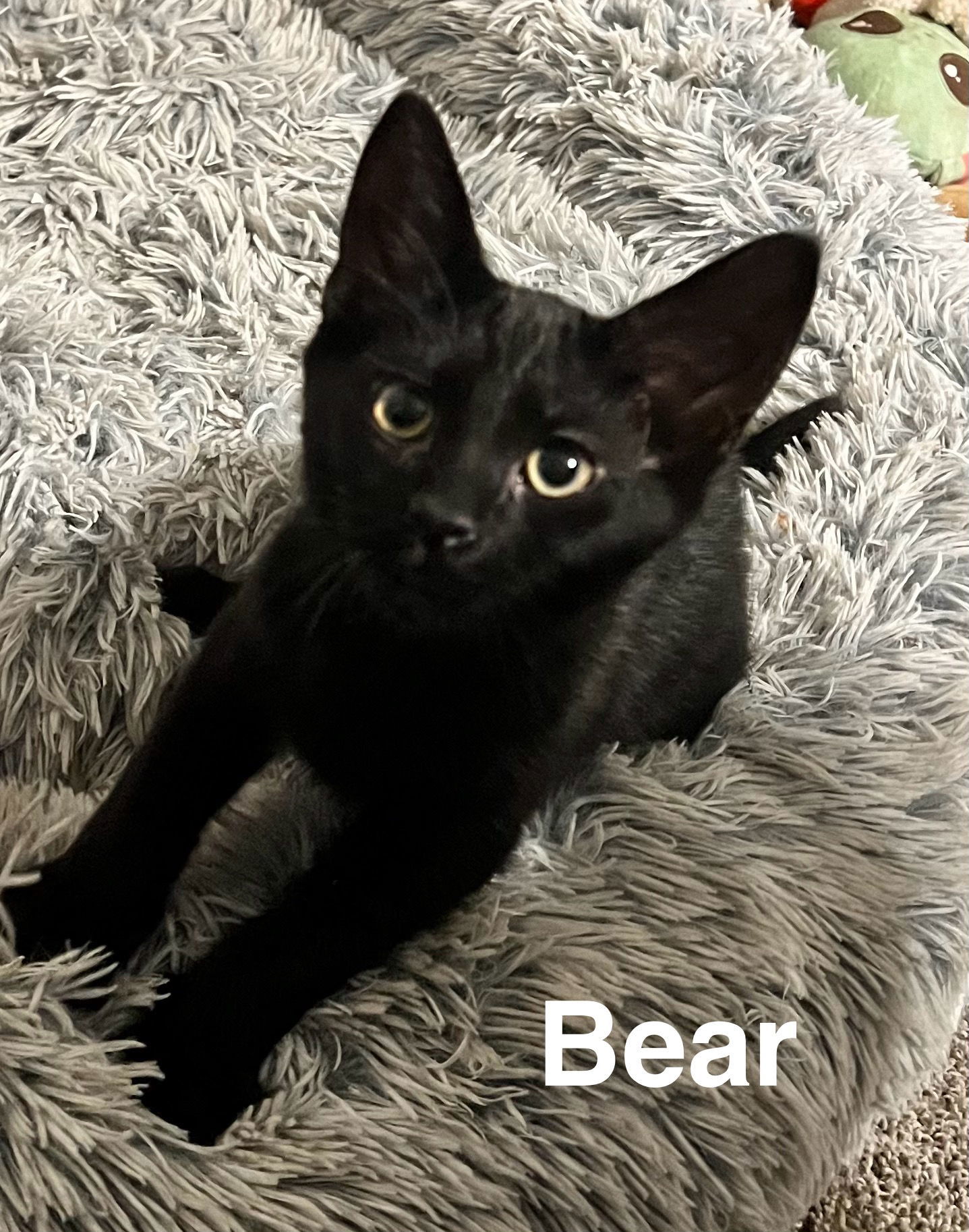 Bobo, Janice, & Beauregard