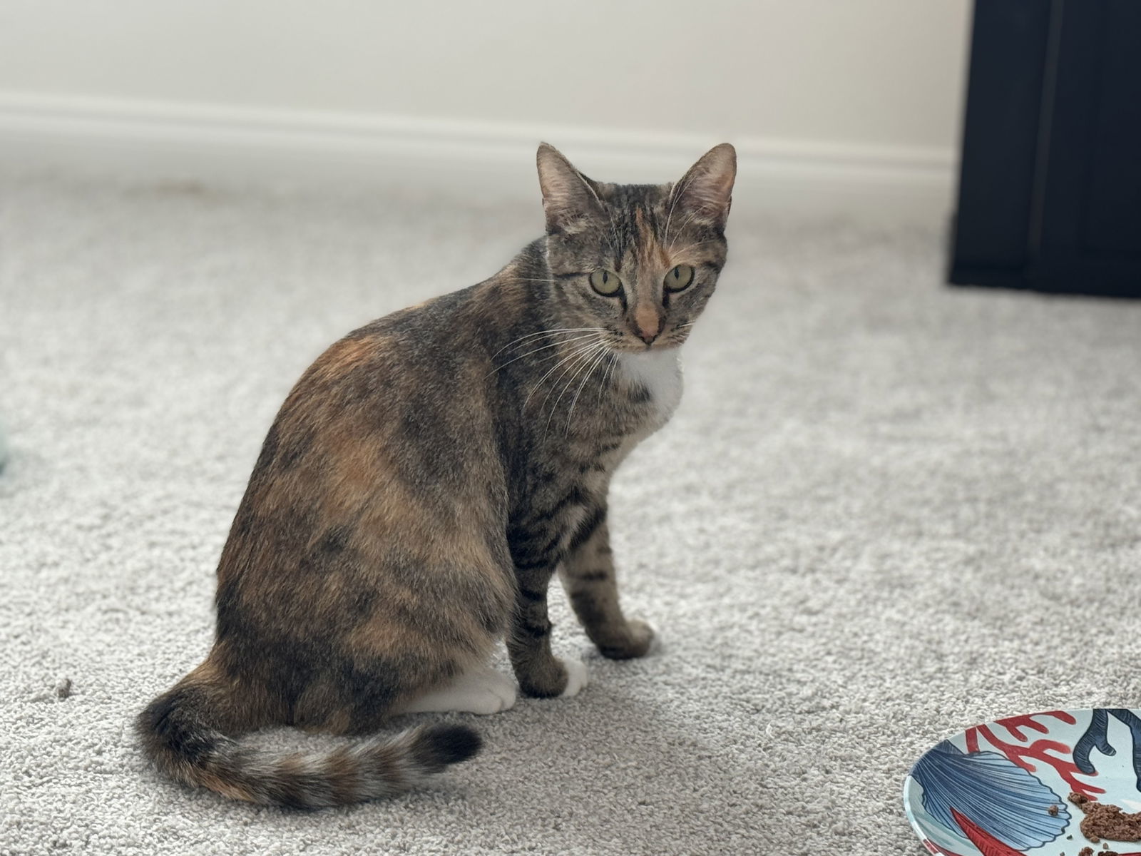 Lemon Pepper, an adoptable Torbie, Tuxedo in Laguna Niguel, CA, 92677 | Photo Image 2