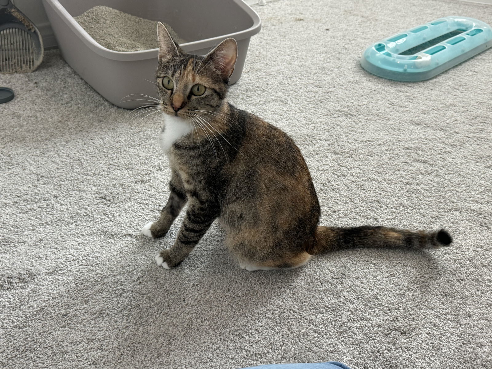 Lemon Pepper, an adoptable Torbie, Tuxedo in Laguna Niguel, CA, 92677 | Photo Image 3