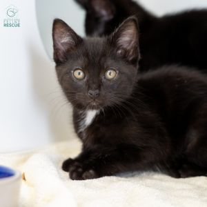 Kittens under 6 months old are adopted in pairs It is important for them to go to a home with