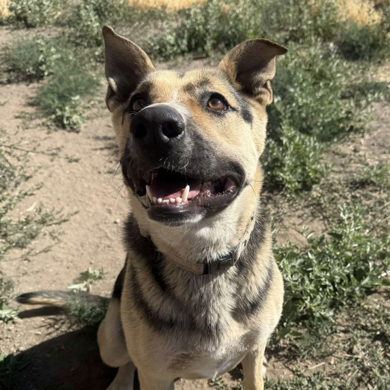 Katie, an adoptable Shepherd in Yreka, CA, 96097 | Photo Image 1