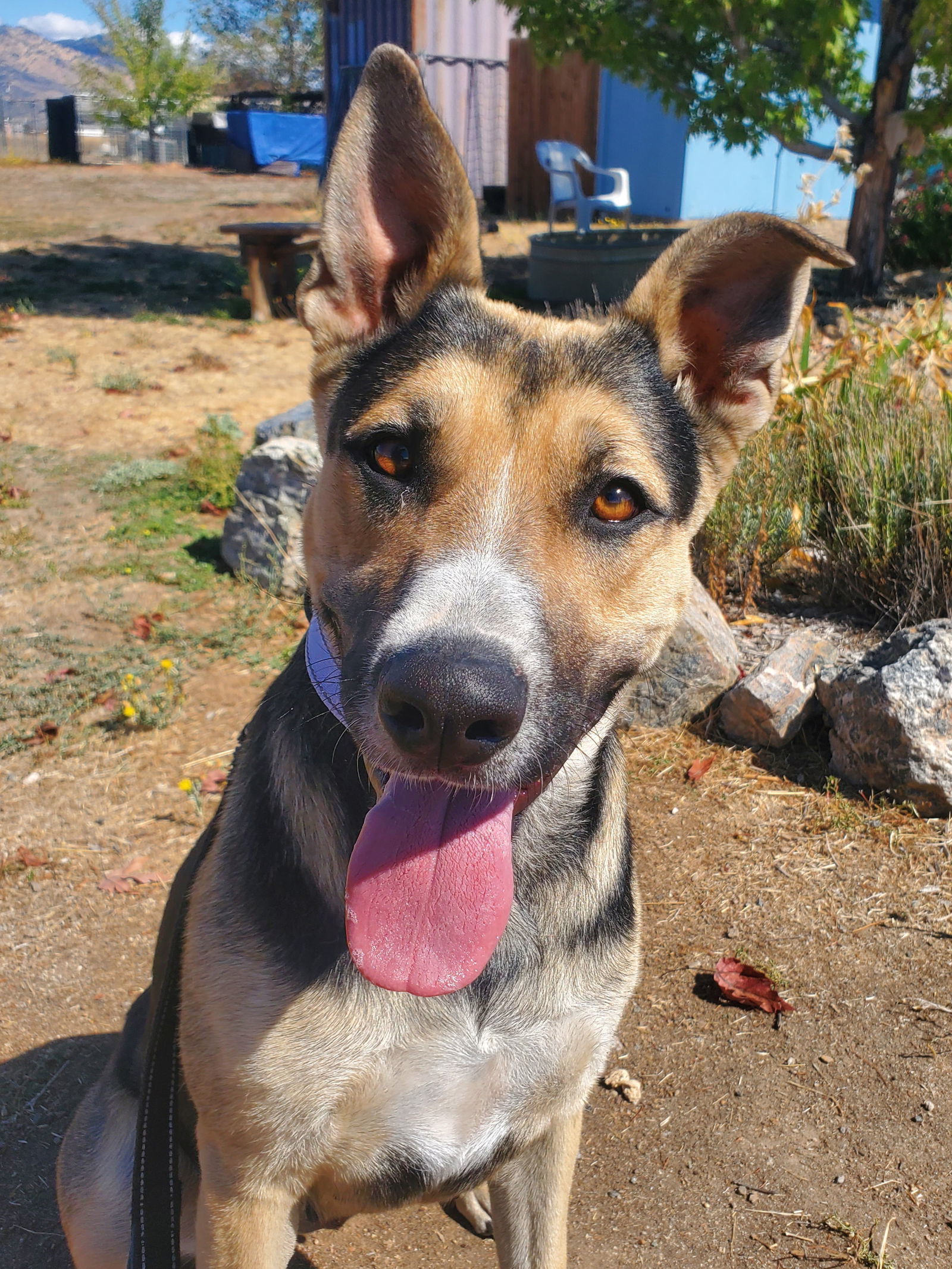 Katie, an adoptable Shepherd in Yreka, CA, 96097 | Photo Image 2
