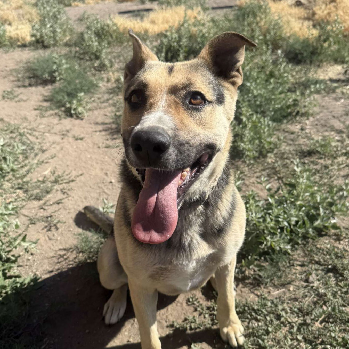 Katie, an adoptable Shepherd in Yreka, CA, 96097 | Photo Image 2