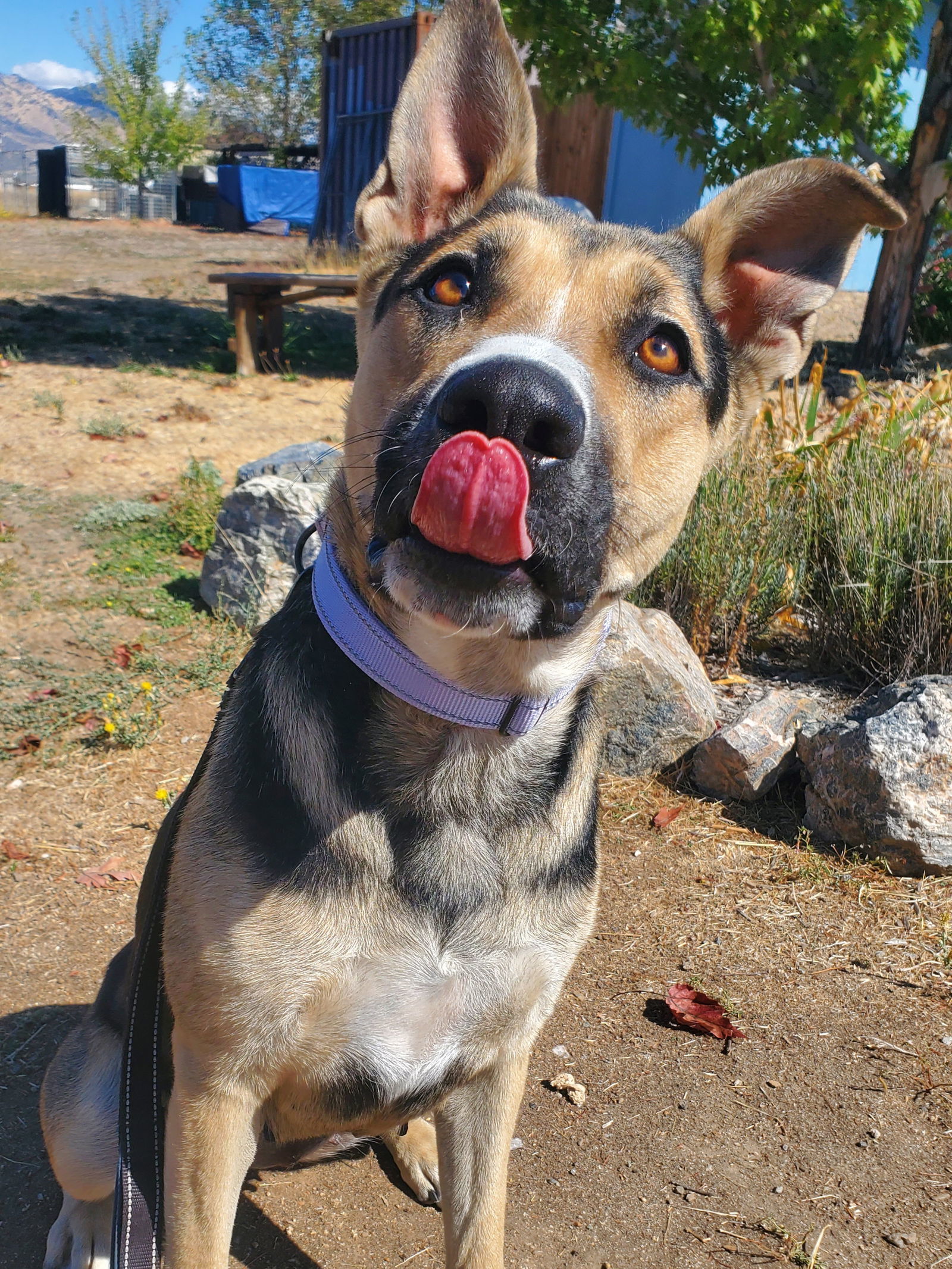 Katie, an adoptable Shepherd in Yreka, CA, 96097 | Photo Image 3