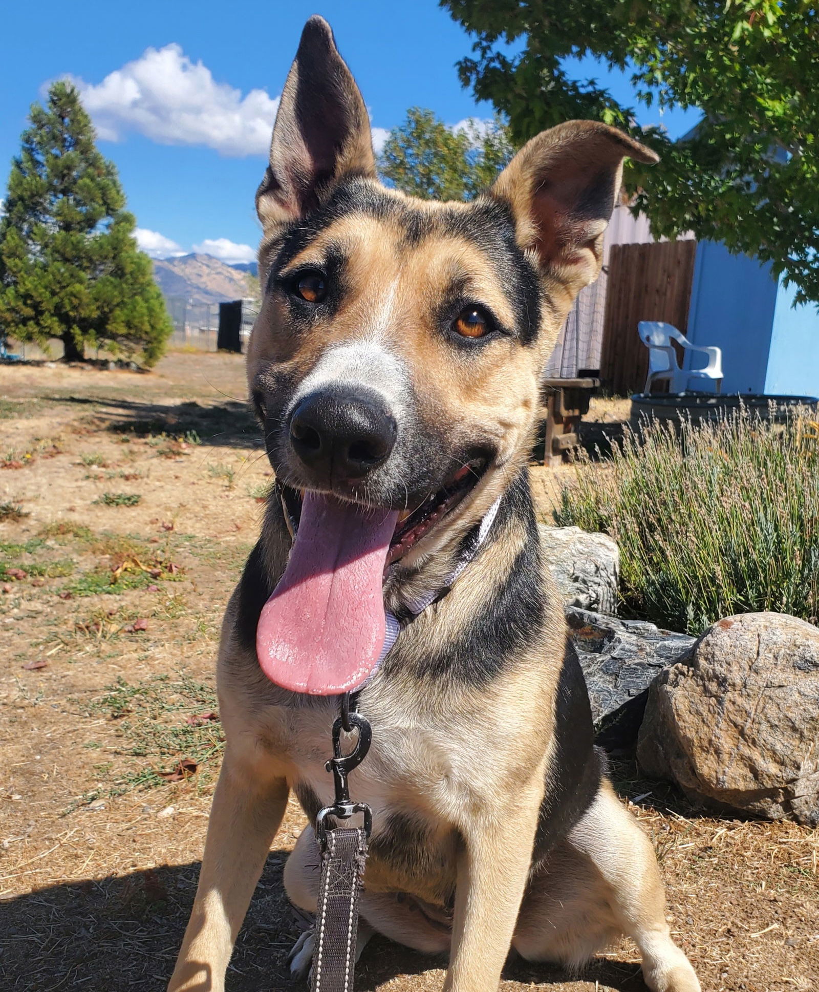 Katie, an adoptable Shepherd in Yreka, CA, 96097 | Photo Image 3