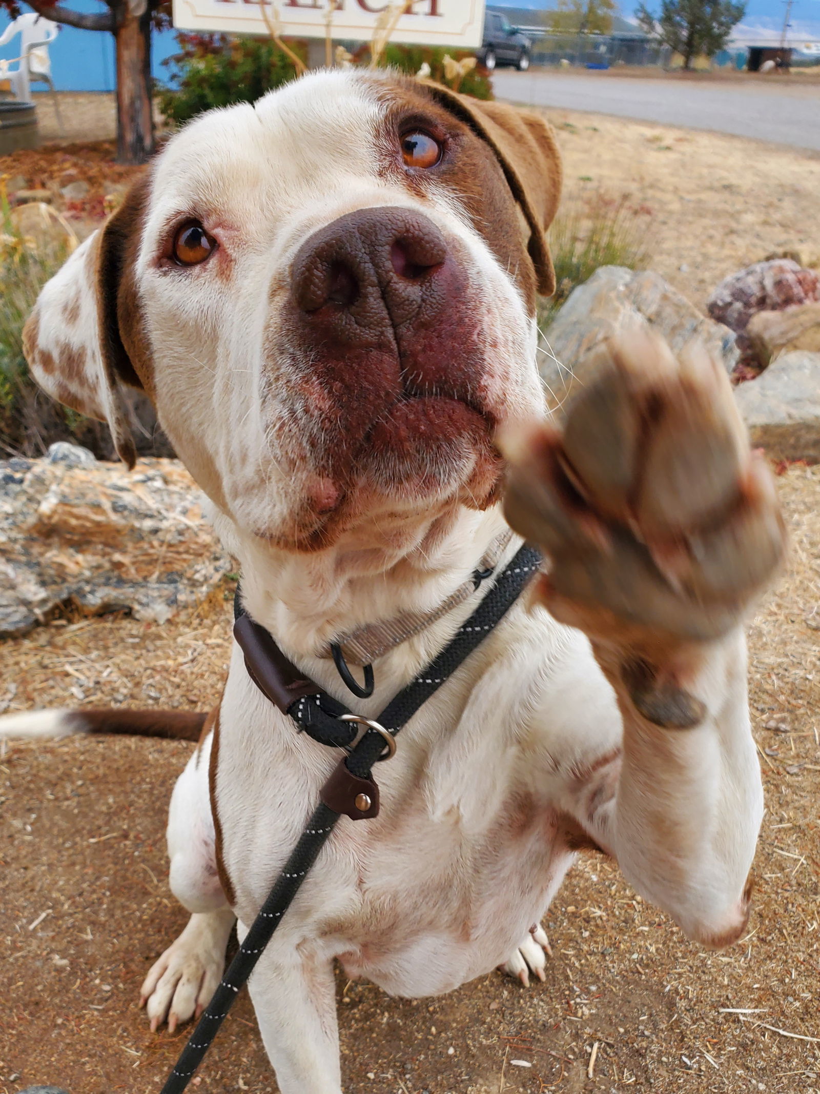 Peterbuilt, an adoptable American Bulldog in Yreka, CA, 96097 | Photo Image 1