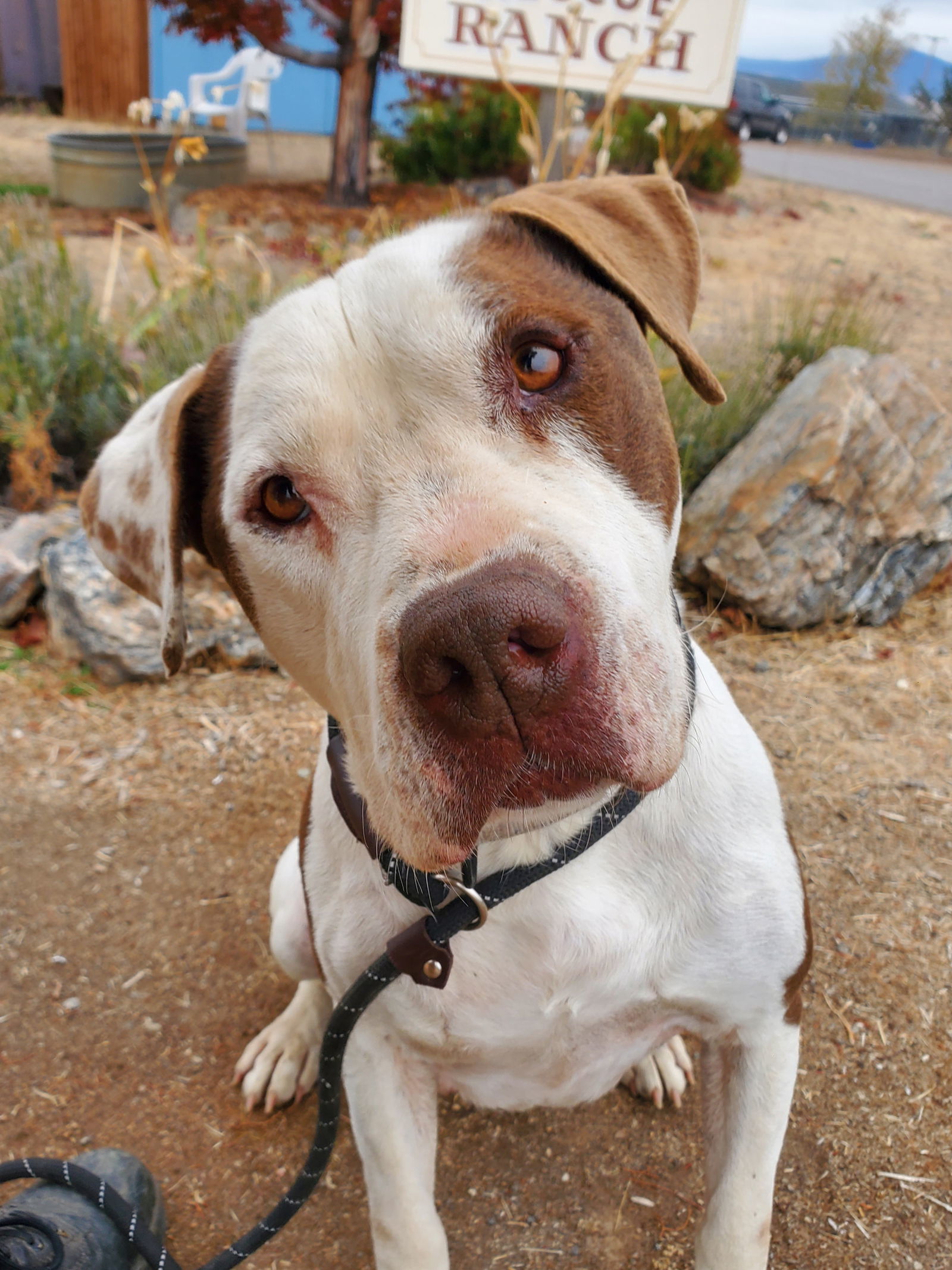 Peterbuilt, an adoptable American Bulldog in Yreka, CA, 96097 | Photo Image 2