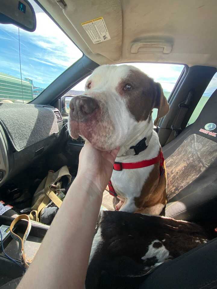Peterbuilt, an adoptable American Bulldog in Yreka, CA, 96097 | Photo Image 3