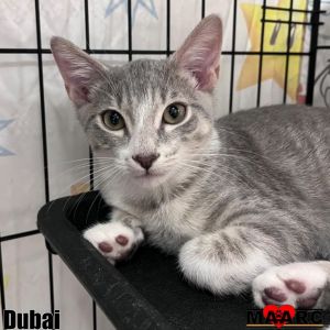 Dubai Domestic Short Hair Cat