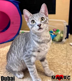 Meet Tripoli the adorable male grey tabby 6-month-old kitten searching for a home Tripoli has had 