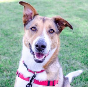 Bebe Smooth Collie Dog