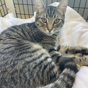 Hi there my name is Beatriz Im a shy 1 year old small sized domestic short hair brown tabby 