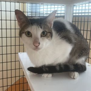 Meowdy My name is Vinny and Im a friendly 4 year old medium sized neutered male domestic short