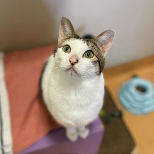 Video Available Meowdy My name is Vinny and Im a 4 year old medium sized neutered male domesti