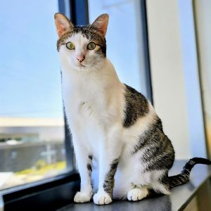 Video Available Meowdy My name is Vinny and Im a 4 year old medium sized neutered male domesti