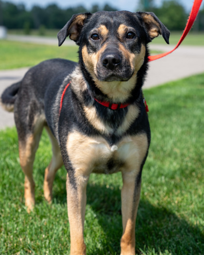 Niko, an adoptable Shepherd, Mixed Breed in Pequot Lakes, MN, 56472 | Photo Image 2