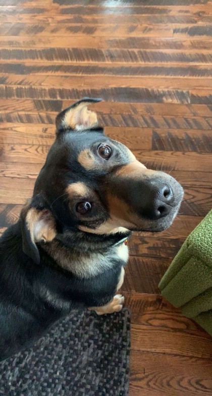 Niko, an adoptable Shepherd, Mixed Breed in Pequot Lakes, MN, 56472 | Photo Image 5