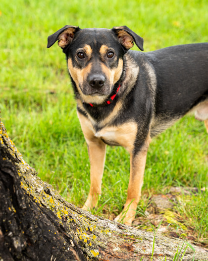 Niko, an adoptable Shepherd, Mixed Breed in Pequot Lakes, MN, 56472 | Photo Image 6