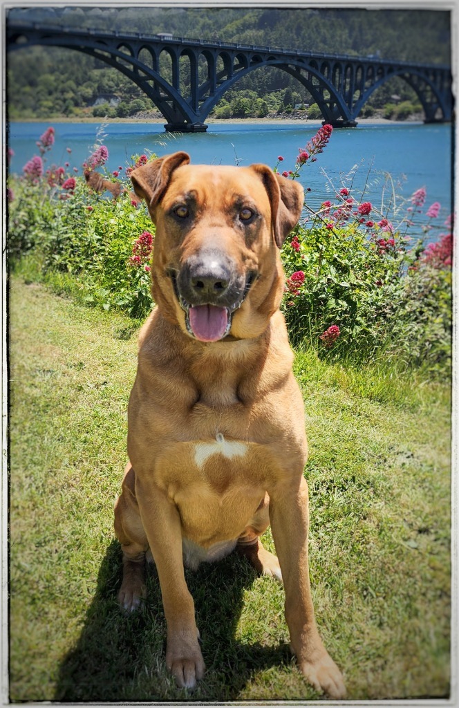 Sargent Bronson, an adoptable Hound, Great Dane in Gold Beach, OR, 97444 | Photo Image 1