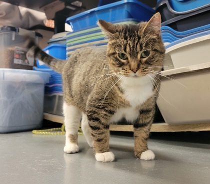 Toasty, an adoptable Domestic Short Hair in Neenah, WI, 54956 | Photo Image 1