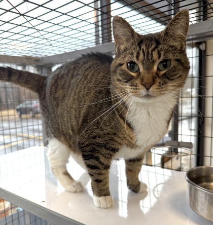 Toasty, an adoptable Domestic Short Hair in Neenah, WI, 54956 | Photo Image 1