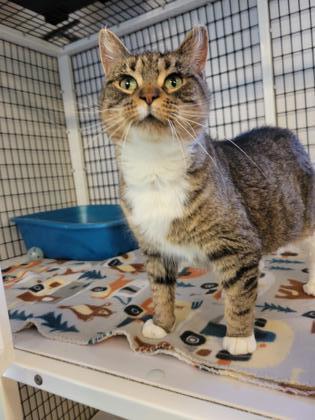 Toasty, an adoptable Domestic Short Hair in Neenah, WI, 54956 | Photo Image 2