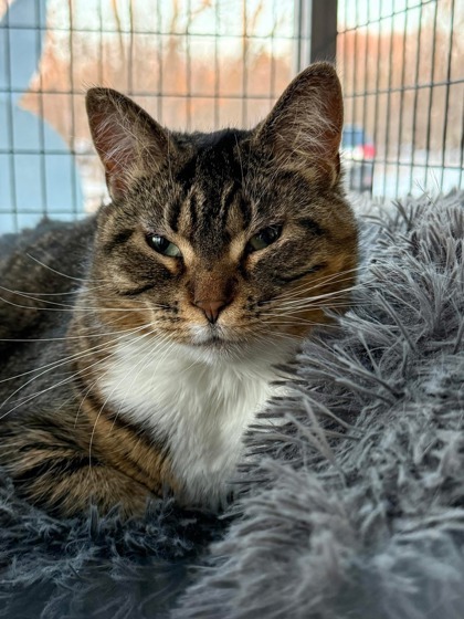 Toasty, an adoptable Domestic Short Hair in Neenah, WI, 54956 | Photo Image 2