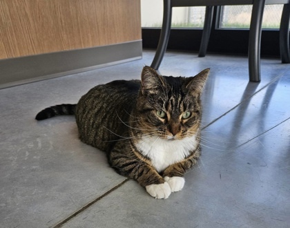 Toasty, an adoptable Domestic Short Hair in Neenah, WI, 54956 | Photo Image 3