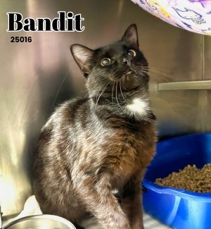 This sweet fella is Bandit He came in with his brothers Smokey  Cleetus Bandit needed a little e