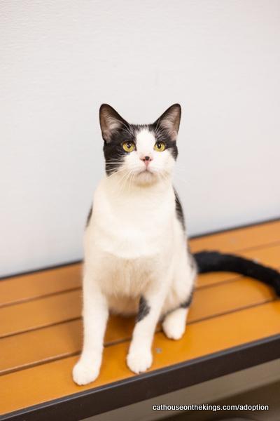 Spot, an adoptable Domestic Short Hair in Parlier, CA, 93648 | Photo Image 1